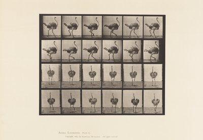 Tafel 772. Strauß; Gehend von Eadweard Muybridge