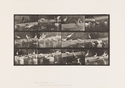 Tafel 780. Störche; Schwäne, usw. von Eadweard Muybridge