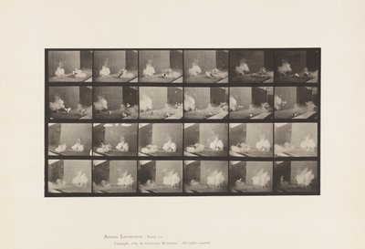 Tafel 781. Hühner; Erschreckt durch Torpedo von Eadweard Muybridge