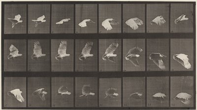Tafel Nummer 758. Kakadu im Flug von Eadweard Muybridge