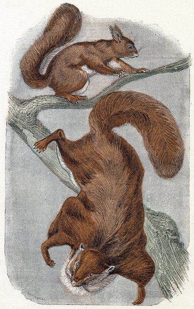 Eichhörnchen - „Alphabet illustriert Tiere“ 19. Jahrhundert (Gravur) von Edouard Travies