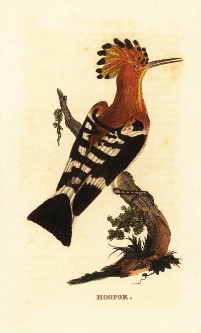 Wiedehopf, Upupa epops von Edward Donovan