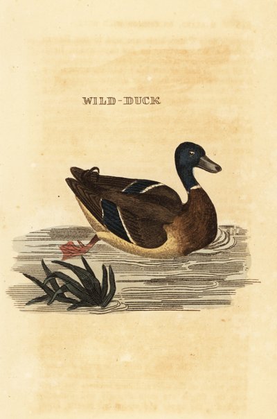 Stockente, Anas platyrhynchos von Edward Donovan