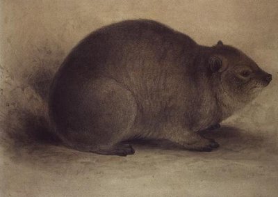 Ein Klippschliefer von Edward Lear