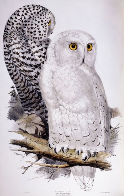 Schneeeule, 1832-1837 von Edward Lear