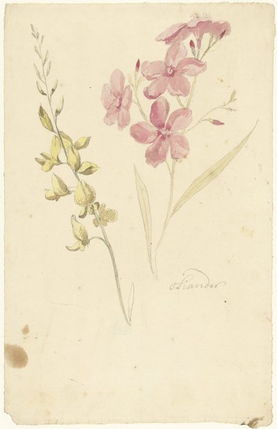Oleander und Ginster von Elias van Nijmegen