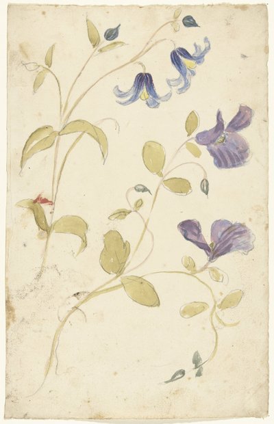 Studien von violetten und blauen Blumen von Elias van Nijmegen