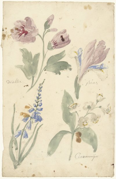 Studien von Blumen, darunter eine Iris von Elias van Nijmegen