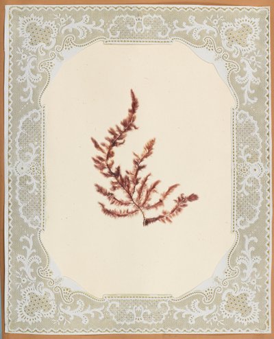 Algen von Eliza A. Jordson