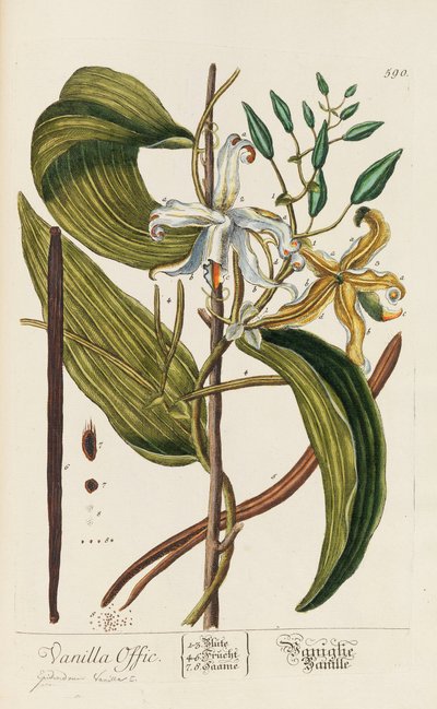 Herbarium Blackwellianum emendatum et auctum von Elizabeth Blachrie Blackwell