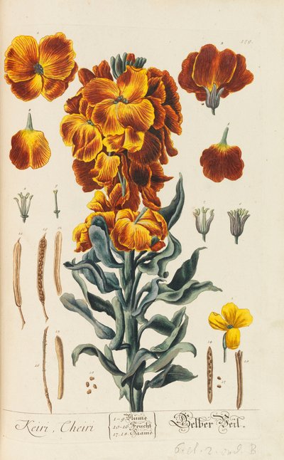 Herbarium Blackwellianum emendatum et auctum, 1754-1773 von Elizabeth Blachrie Blackwell