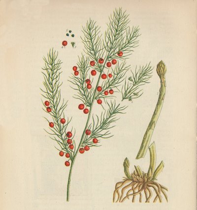 Spargel, 1947 von Elizabeth Blackwell