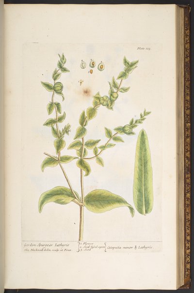 Tafel 123, aus 