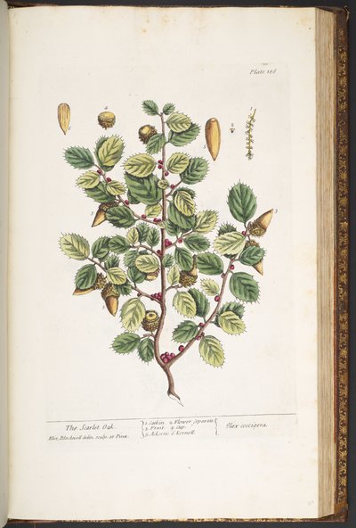 Tafel 186, aus 