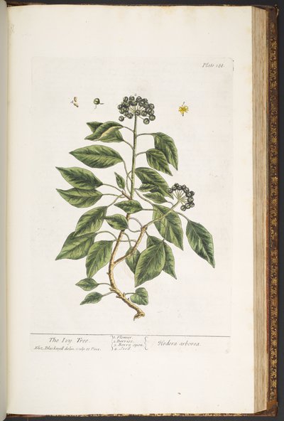 Tafel 188, aus 