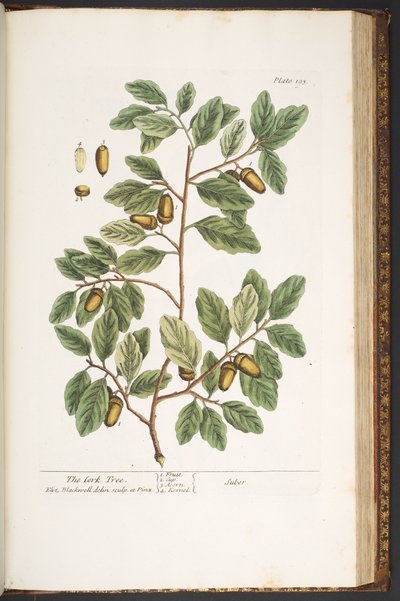 Tafel 193, aus 