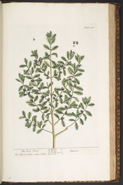 Tafel 196, aus 
