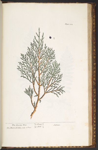 Tafel 214, aus 
