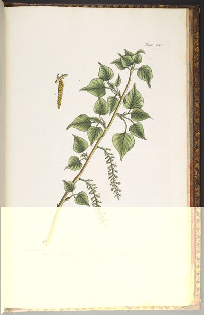 Tafel 248, aus 