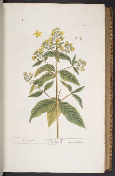 Tafel 278, aus 