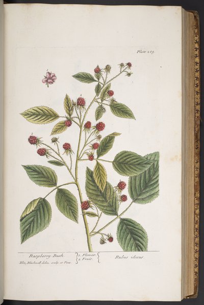 Tafel 289, aus 