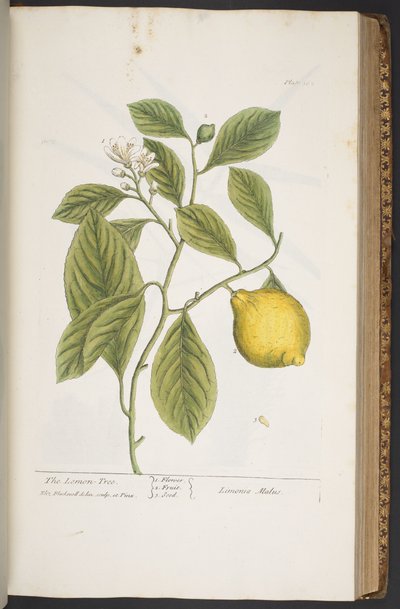Tafel 362, aus 