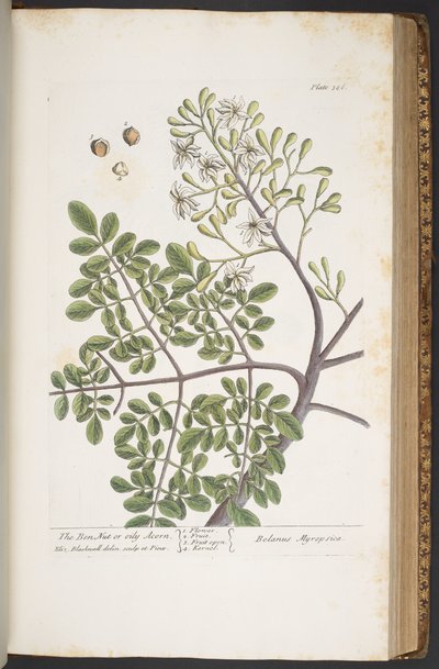 Tafel 386, aus 
