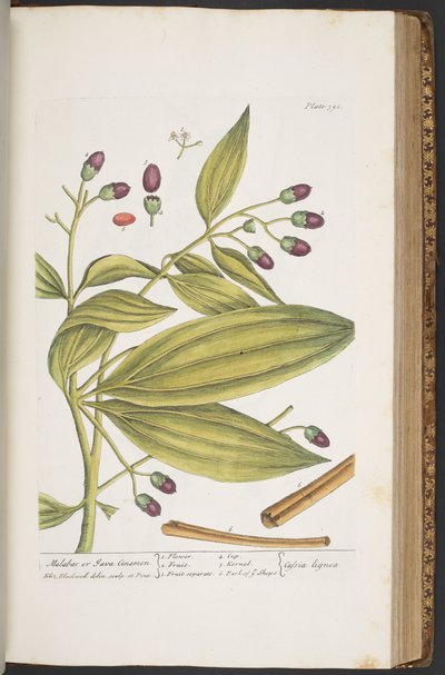 Tafel 391, aus 
