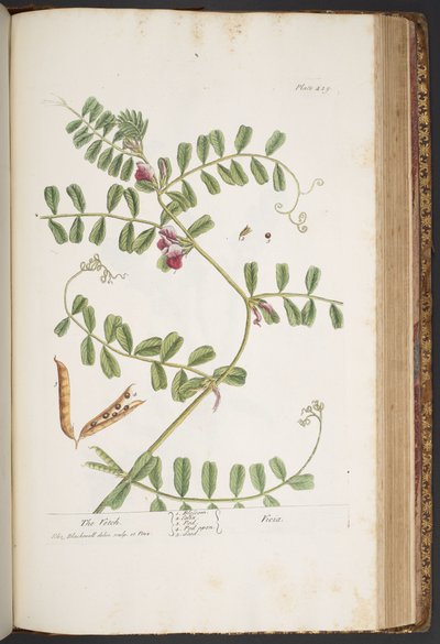 Tafel 429, aus 