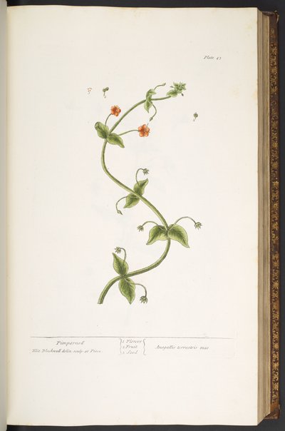 Tafel 43, Pimpernell, aus 