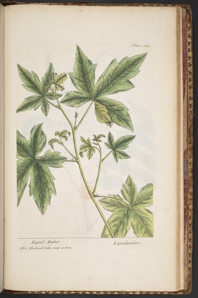 Tafel 485, aus 