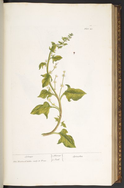 Tafel 49, Spinat, aus 