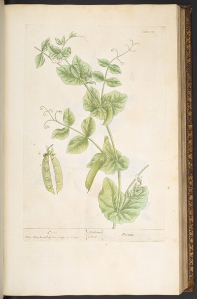 Tafel 83, aus 