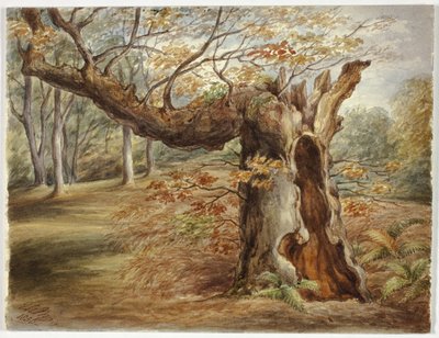 Verrottender Baum von Elizabeth Murray