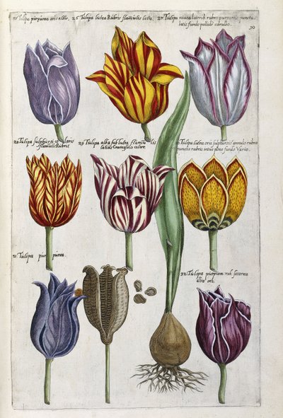 Verschiedene Tulpen, 1612-14 von Emanuel Sweert
