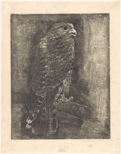 Falke auf einem Ast von Emilius Wilhelmus Dehé