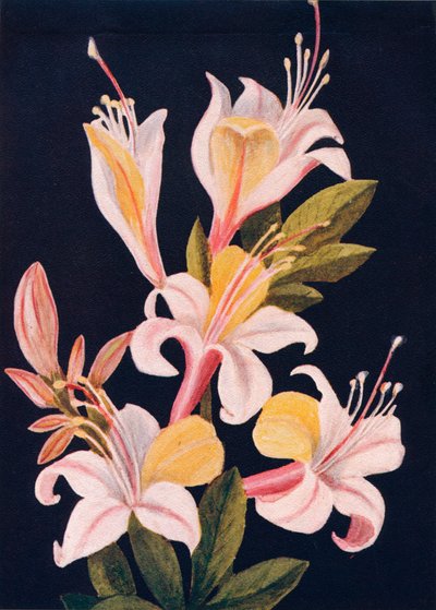 Kalifornische Azalee, um 1915 von Emma Graham Clock