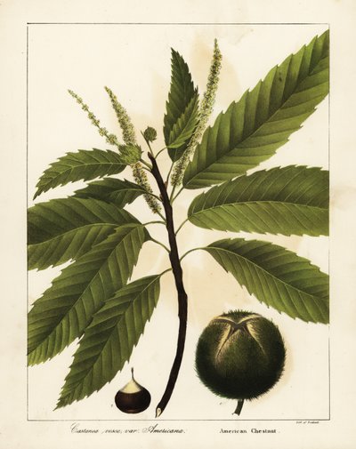 Amerikanische Kastanie, Castanea dentata von Endicott Endicott