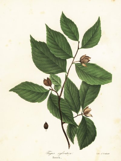 Buche, Fagus sylvatica von Endicott Endicott