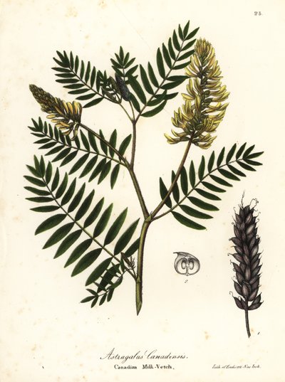 Kanadische Milchwicke, Astragalus canadensis von Endicott Endicott