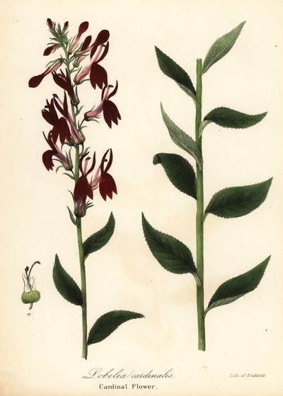 Kardinalsblume, Lobelia cardinalis von Endicott Endicott