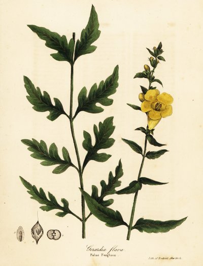 Falscher Fingerhut, Aureolaria flava (Gerardia flava) von Endicott Endicott