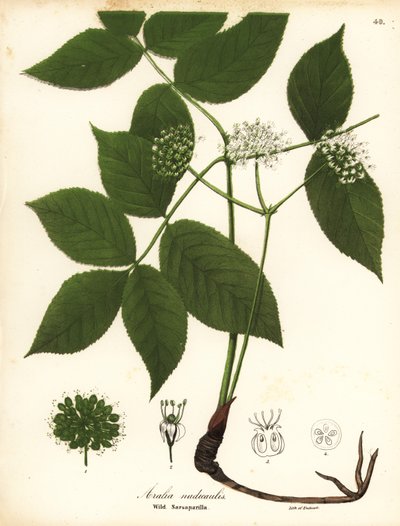 Wilde Sarsaparille, Aralia nudicaulis von Endicott Endicott