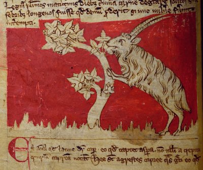Ziege, aus Bestiarium von English School