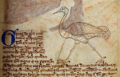 CCA-LitMs/D/10 fol. 14r Kranich, aus Bestiarium von English School