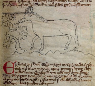 Yale, aus Bestiarium von English School