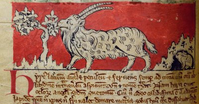 Ziege, aus Bestiarium von English School