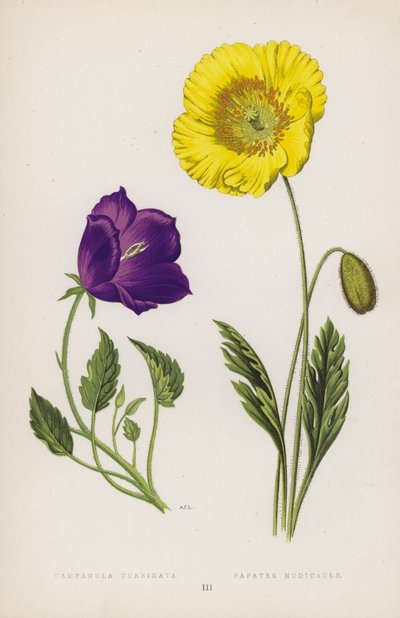 Campanula Turbinata; Papaver Nudicaule von English School