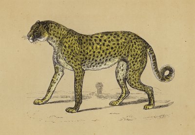 Gepard von English School