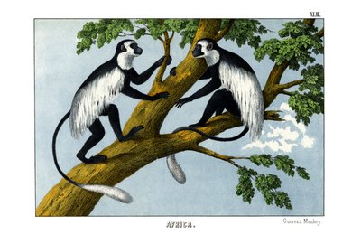 Guereza-Affe von English School